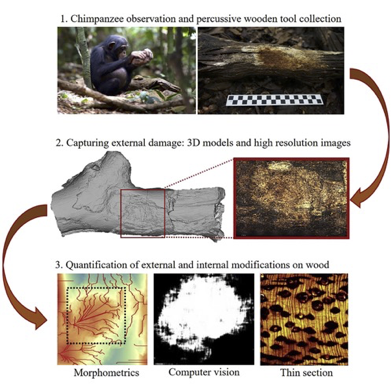 Análise de ferramentas por chimpanzés na identificação de tecnologias percussivas